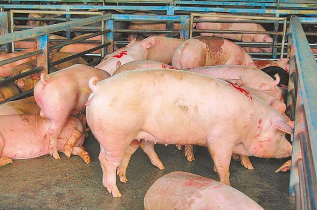 猪只禁宰15天 烧肉店捧现金抢猪 价格涨4成硬着头皮买。台中一处养猪场22日爆发