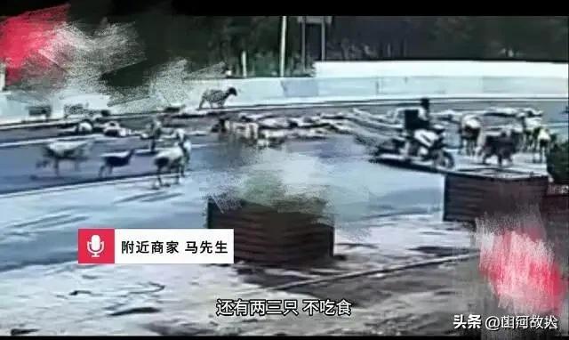 河北沧州男子赶50只羊国道逆行，被货车撞死20多只，反找司机索赔引热议！

 