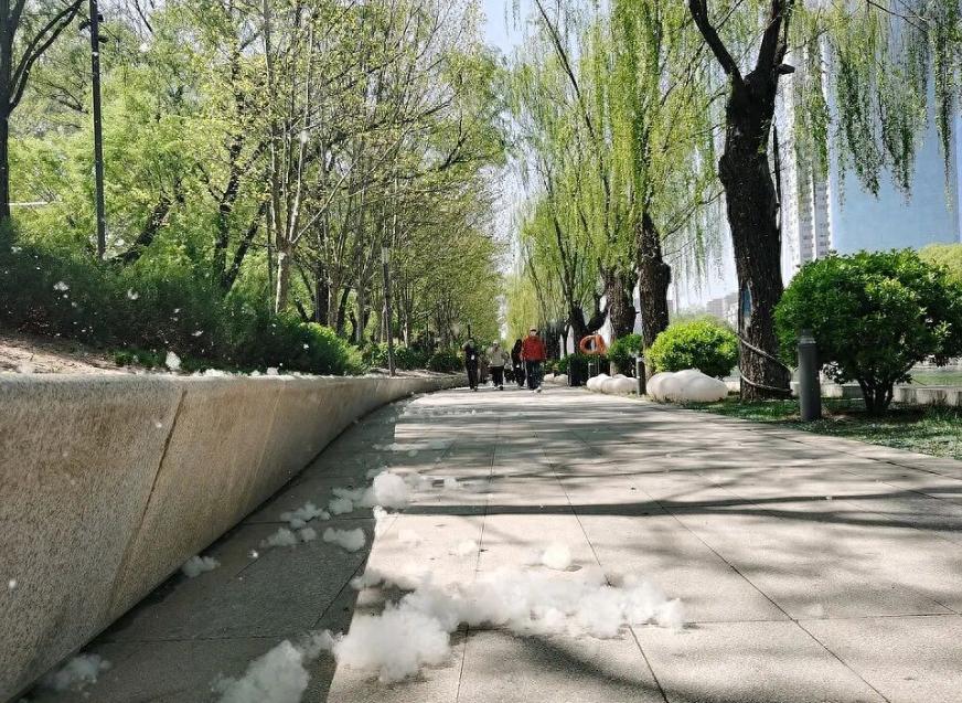 北方杨柳絮漫天飘，为何我们明明有办法却不敢砍树？
每年春季北方多地杨柳絮肆虐，不