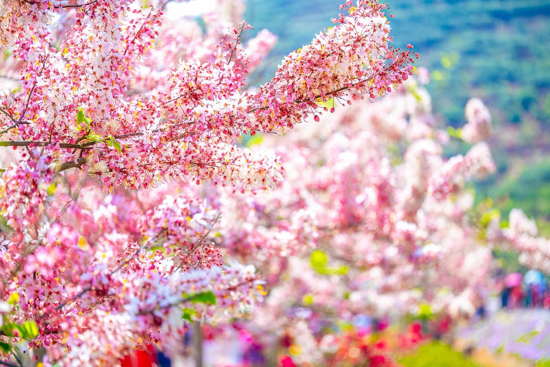 云南异龙湖畔粉色花海上线近日，云南省红河哈尼族彝族自治州石屏县异龙湖畔的万株神黄