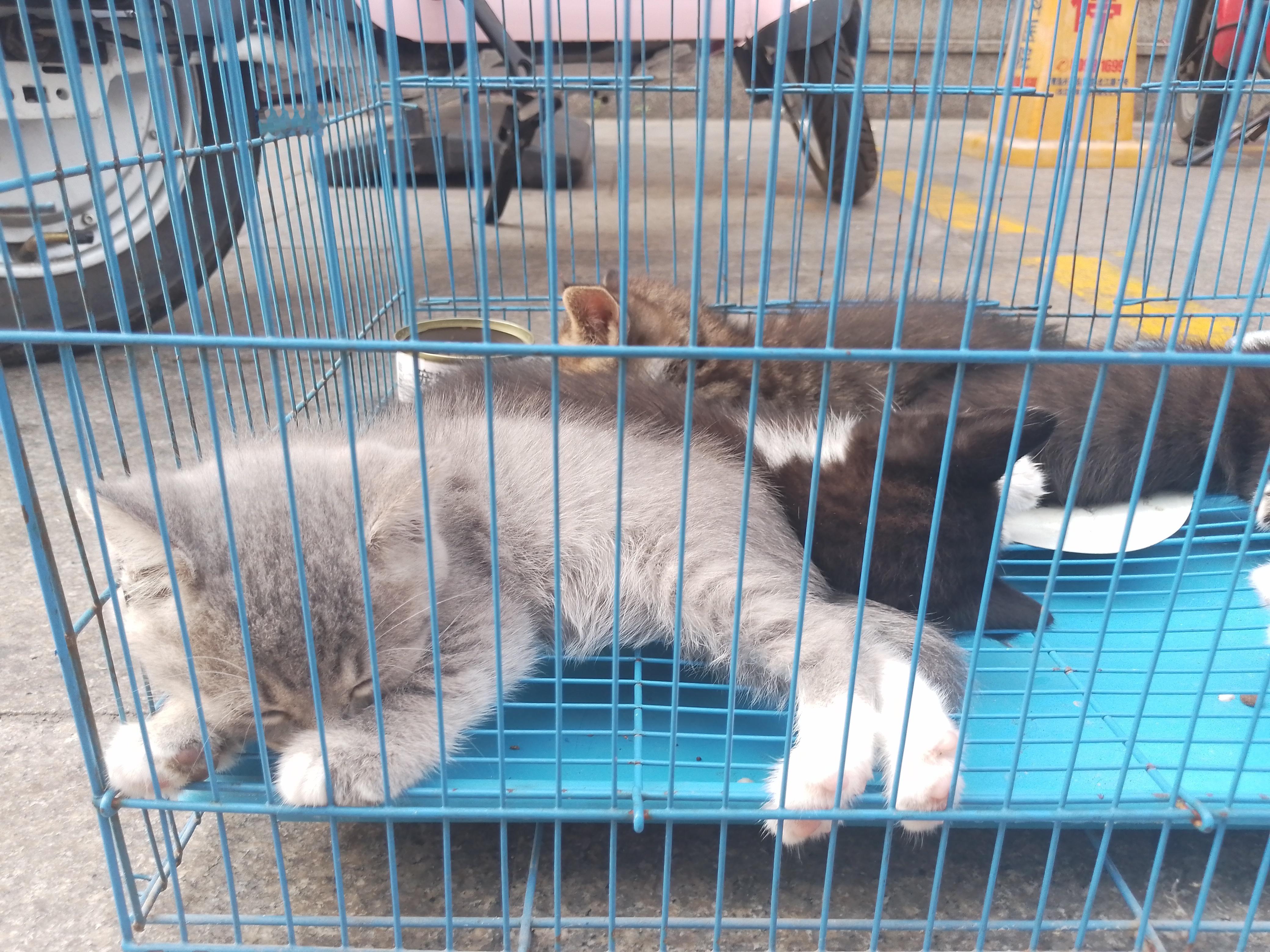 猫咪 