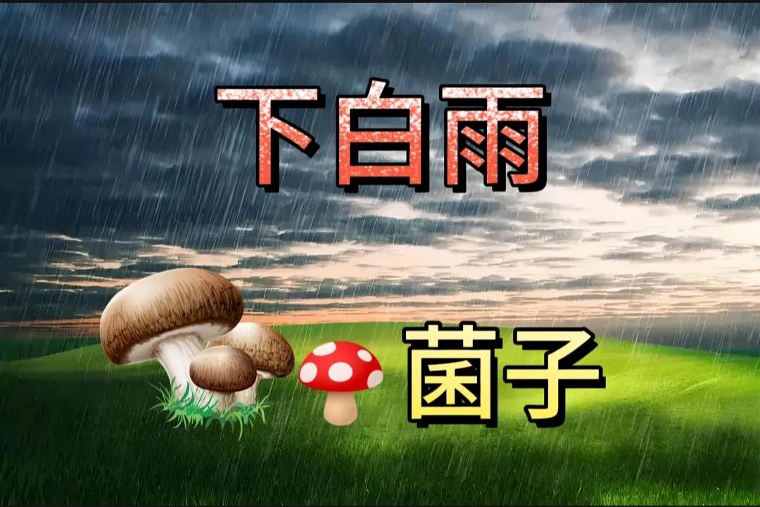 我叫:下白雨(下白雨第二天捡蘑菇)
蘑菇我们这么说:菌子