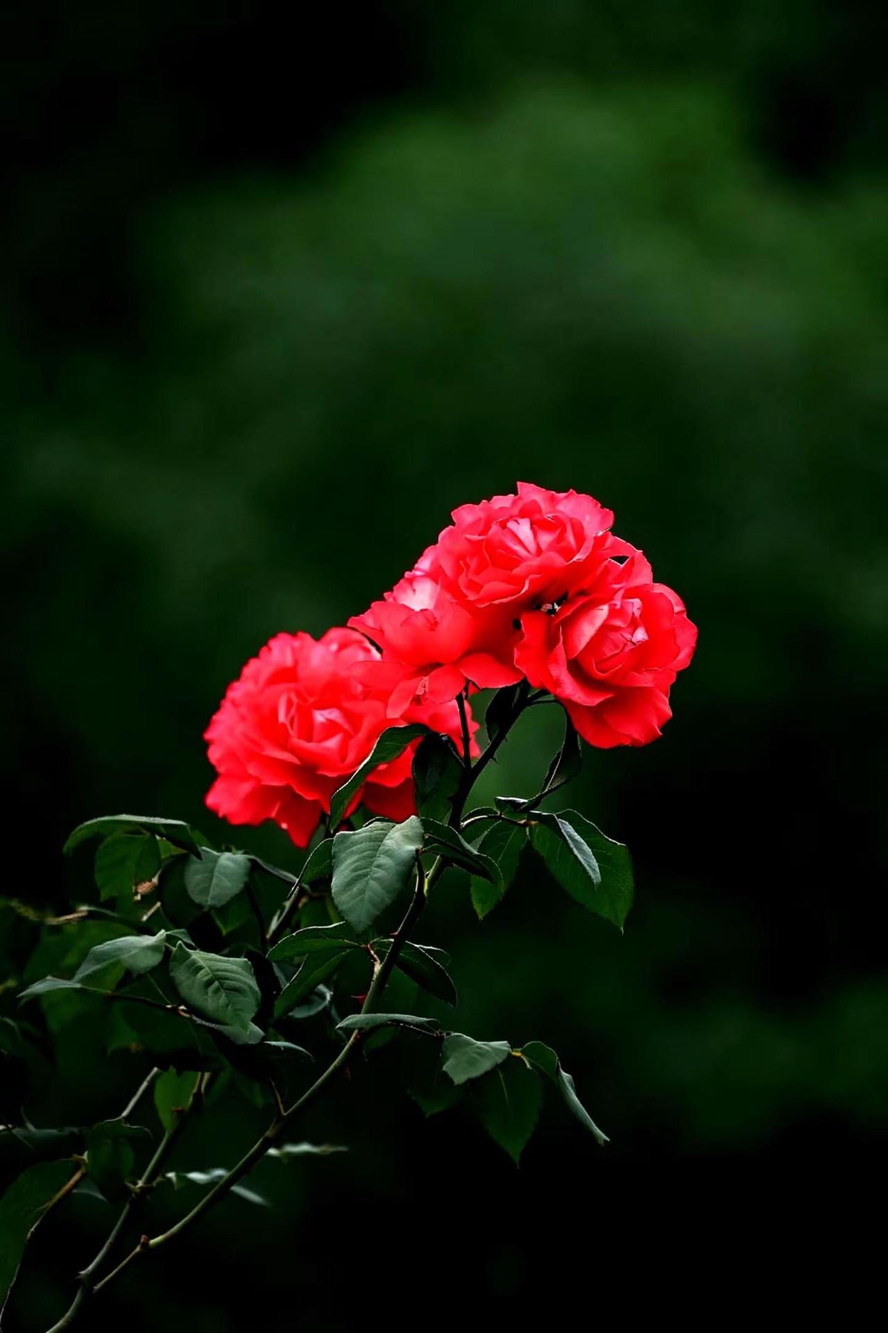 浪漫之花。月季的浪漫 初夏时节的月季花