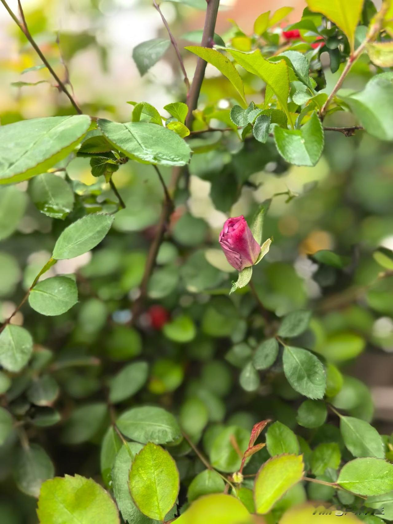 有没有漂亮的花朵图片吗