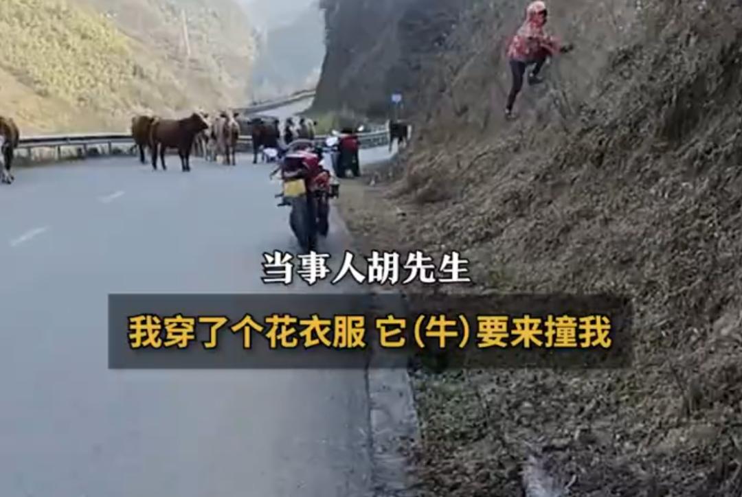 爱美之心人皆有之。其实动物也爱美，大老牛就喜欢追逐“花姑娘”。
前不久，云南昭通