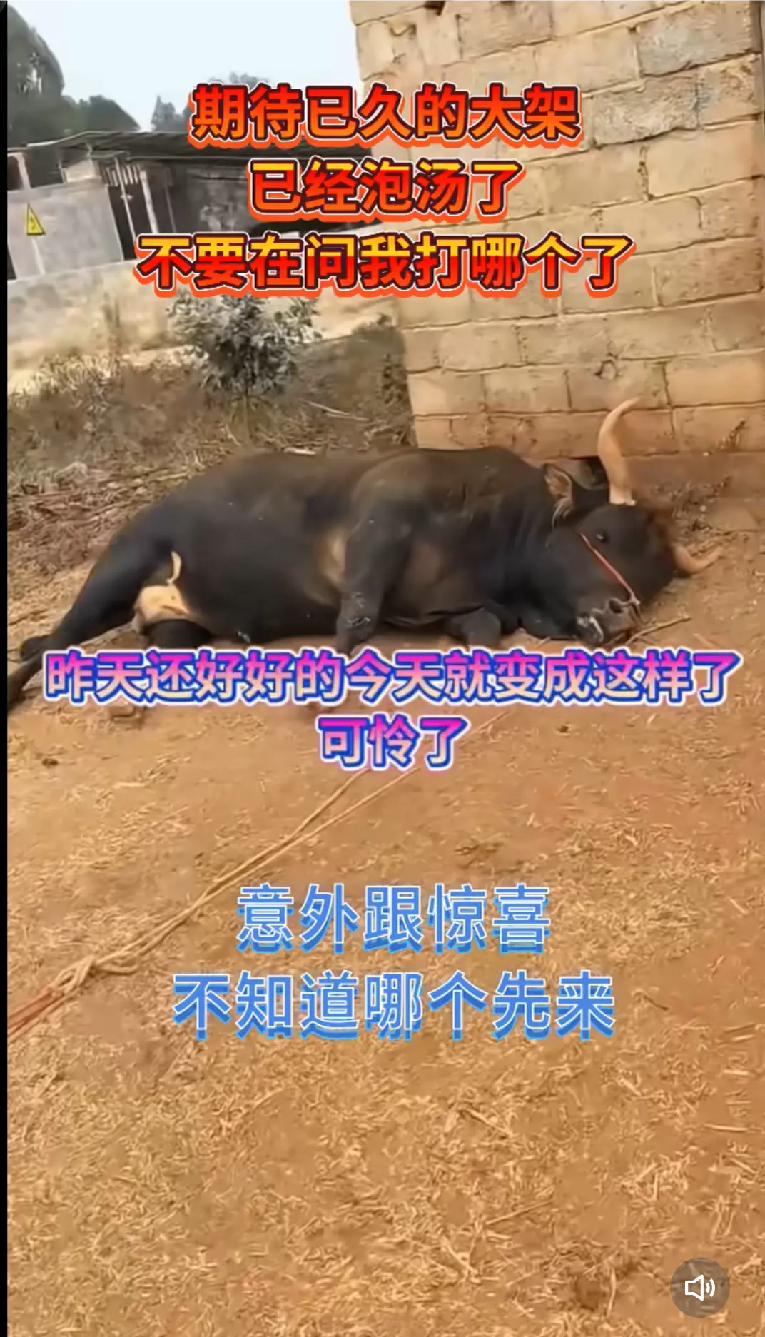一路走好，十万首领牛王 人在做，天在看不知道是谁干的