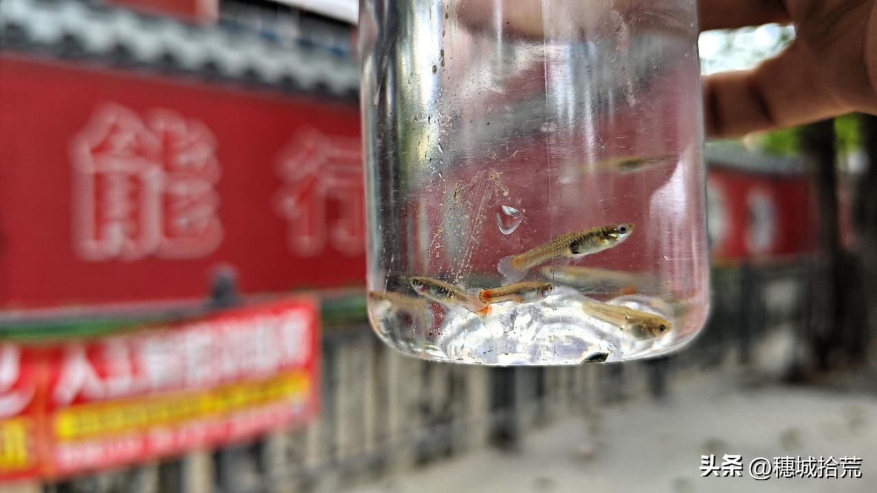 广州臭水沟里，居然也有孔雀鱼？！最开始我也不信，直到爬进臭水沟，起网的那一刻，才