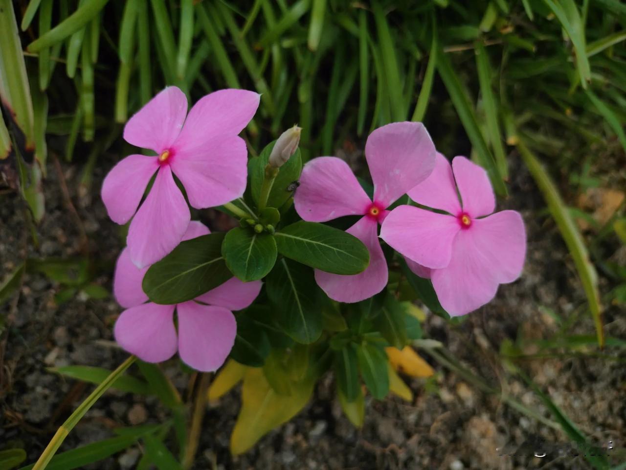 几种不同颜色的长春花
#开在骄阳下的花# #随拍花儿绽放时#
