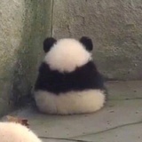 椰彤爱读体育