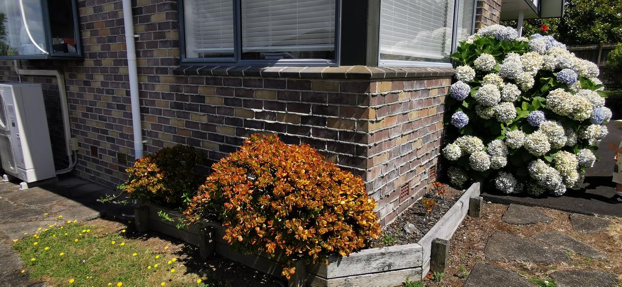 住宅一角。一株类似玉树的植物，刚刚过了花季，太阳强烈阳光照射，让它的叶片呈现暗红