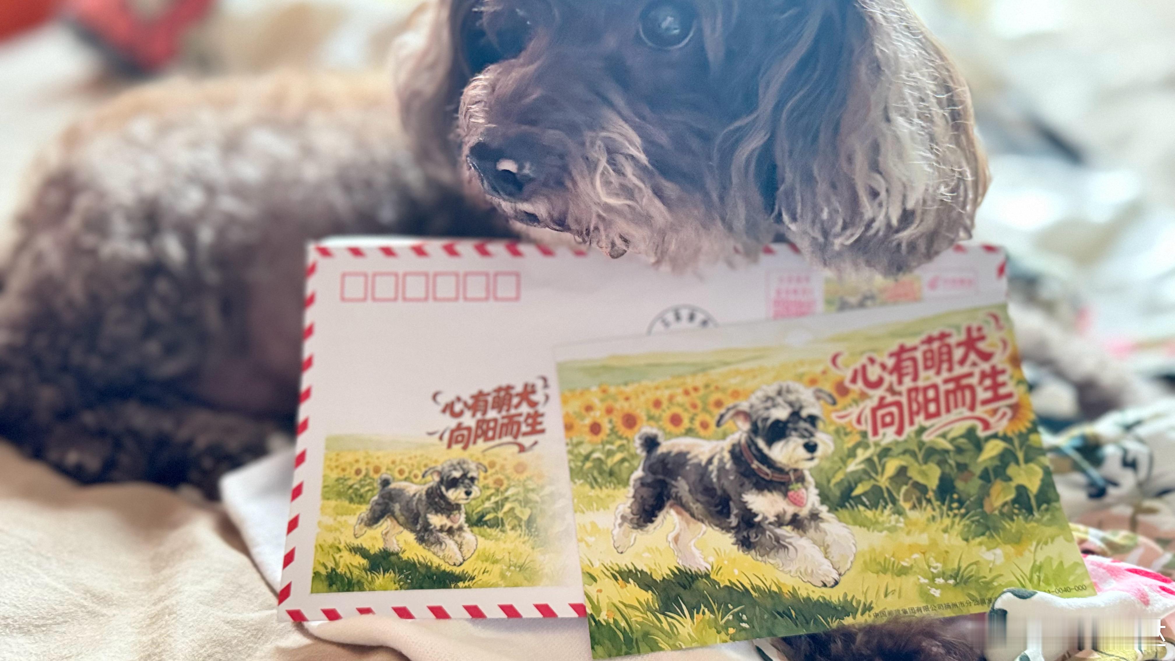 就是收集，一个都不舍得用宁家女明星的也不行[老师爱你][老师爱你][老师爱你] 