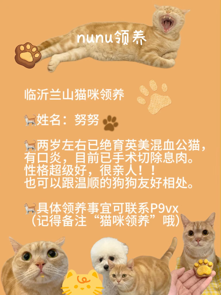 🐱猫猫领养：姓名：努努性别：弟弟年龄：2岁多（不明确具体年龄医生估测的）🐱性