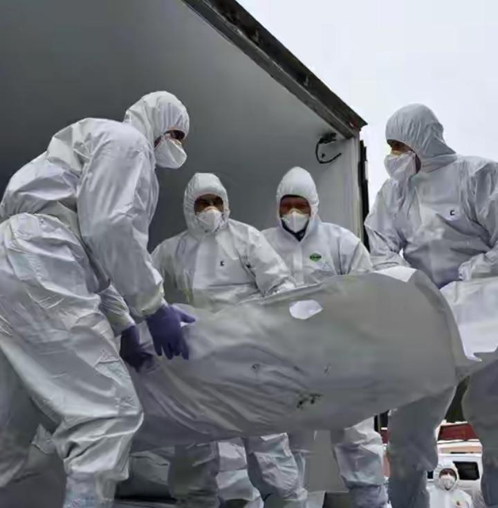 几年战争，总遗体交换，乌克兰给俄罗斯 250具遗体，俄罗斯给乌克兰 18300具