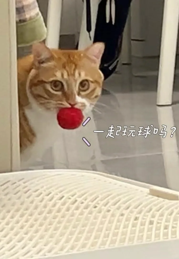 叼着他心爱的球巴～（猫三联完成版✅）