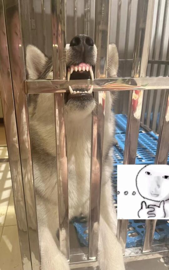 小狗这是在干嘛