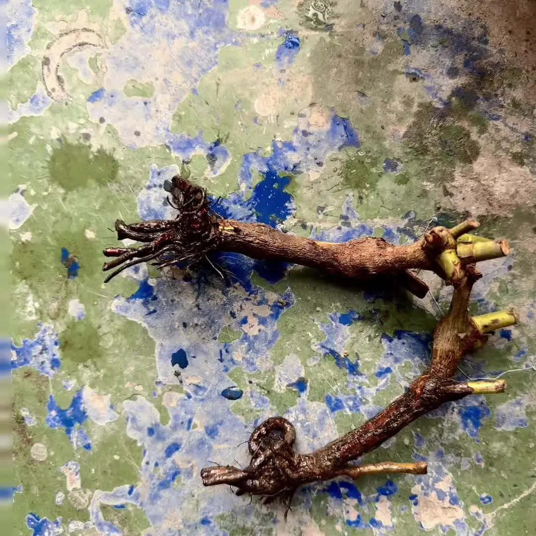 买了2棵月季老桩这个样子能不能活哦！