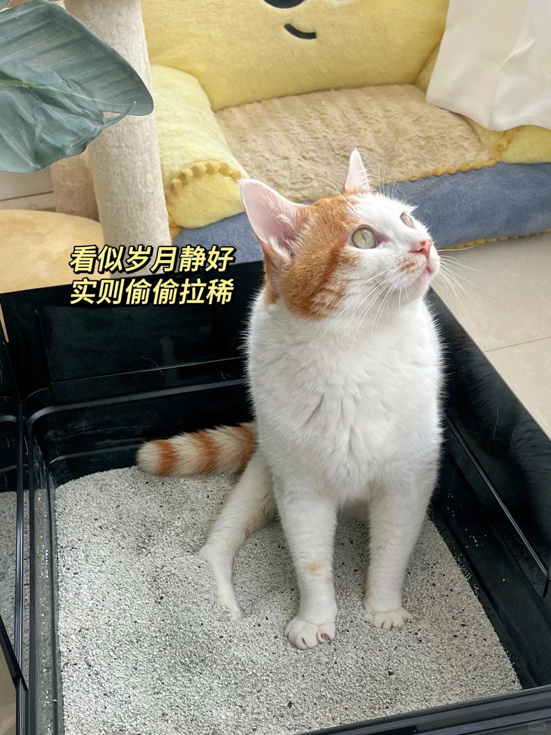 这么可爱的小猫，居然也会拉💩