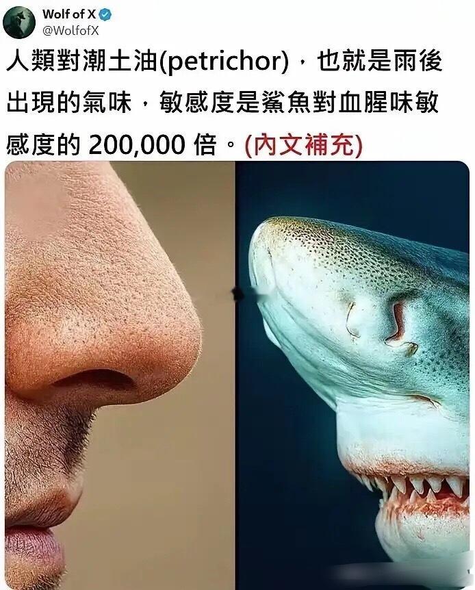 人类对雨后气味的敏感度是进化后的结果！ 