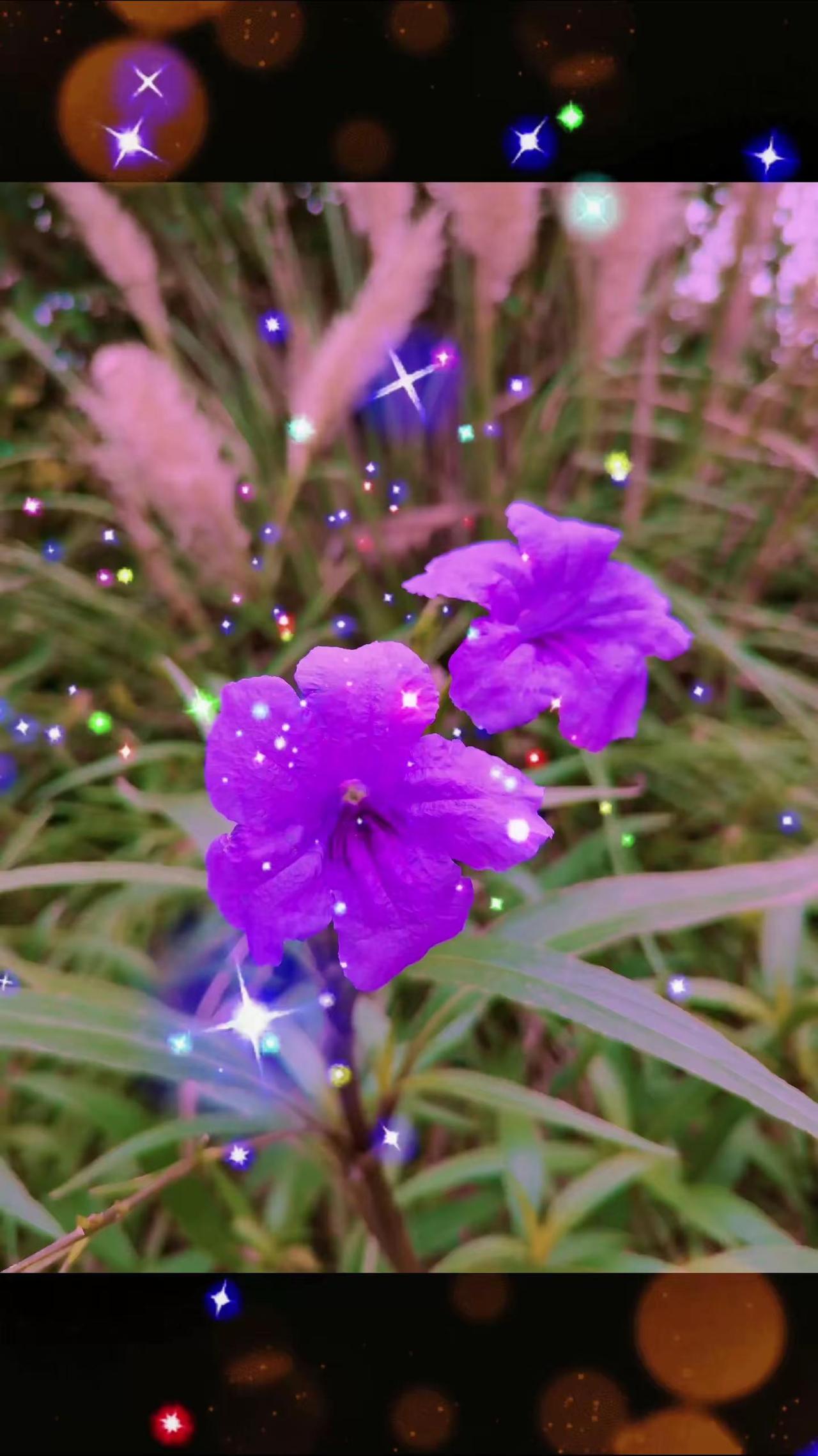 拍花治愈系 自然风花草 种花拍花也是一种享受 紫蝉花 邂逅小紫花