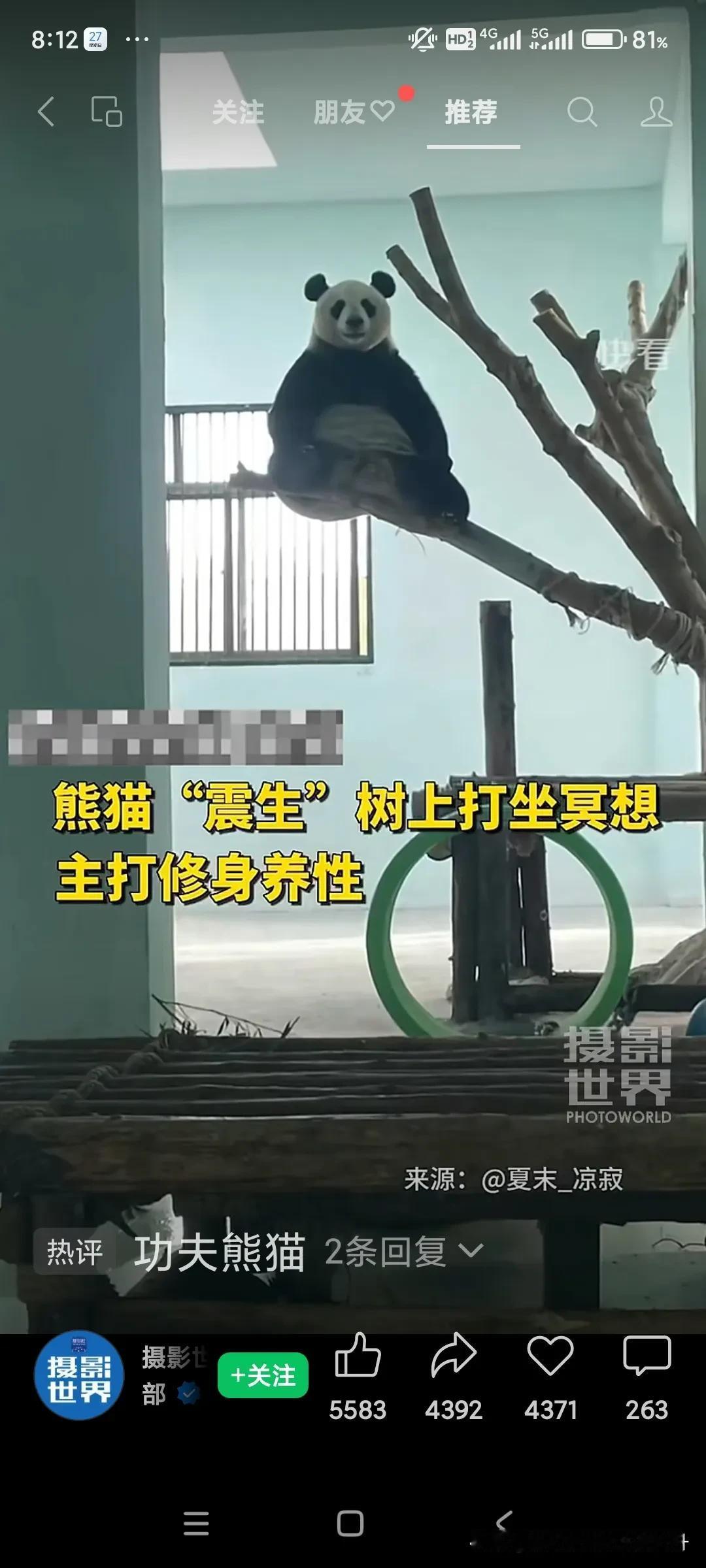 萌宠“震生”树梢冥想，养性修心