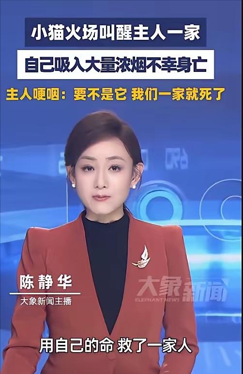 绝世好咪！深圳一只小猫，半夜发现家里起火后没有自己先逃，而是跑到主人房门前不停用