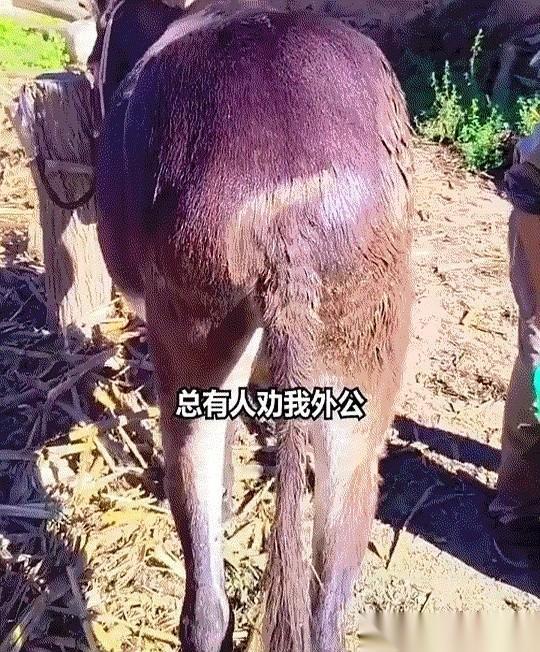院里串门的人站在旁边直摇头：“你都七十八岁了，还不赶紧把你这头三十八年的老驴牵集