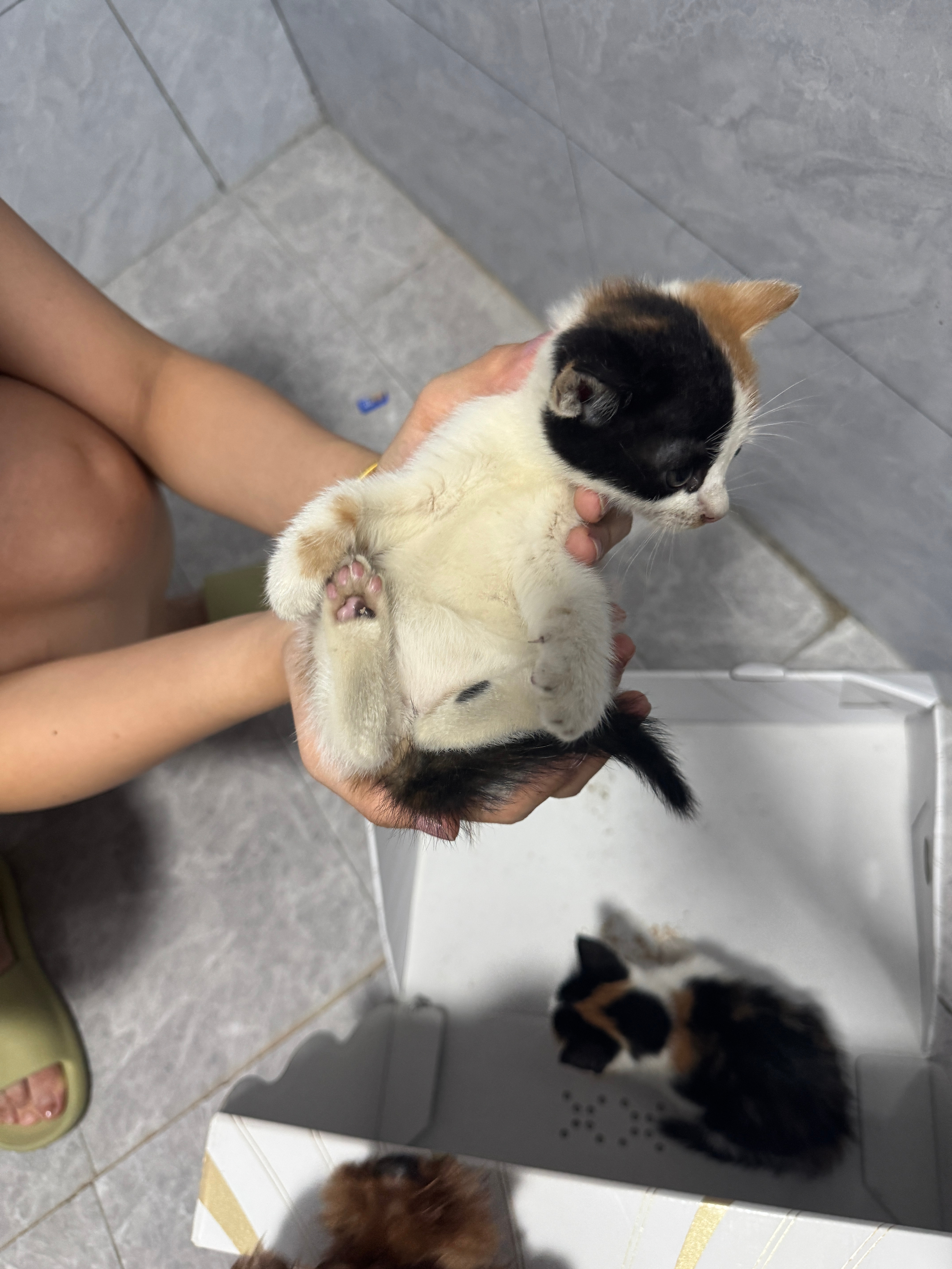 有点想这两只小猫了好乖的咪咪，希望装修好房子，我还能再捡到乖小咪 