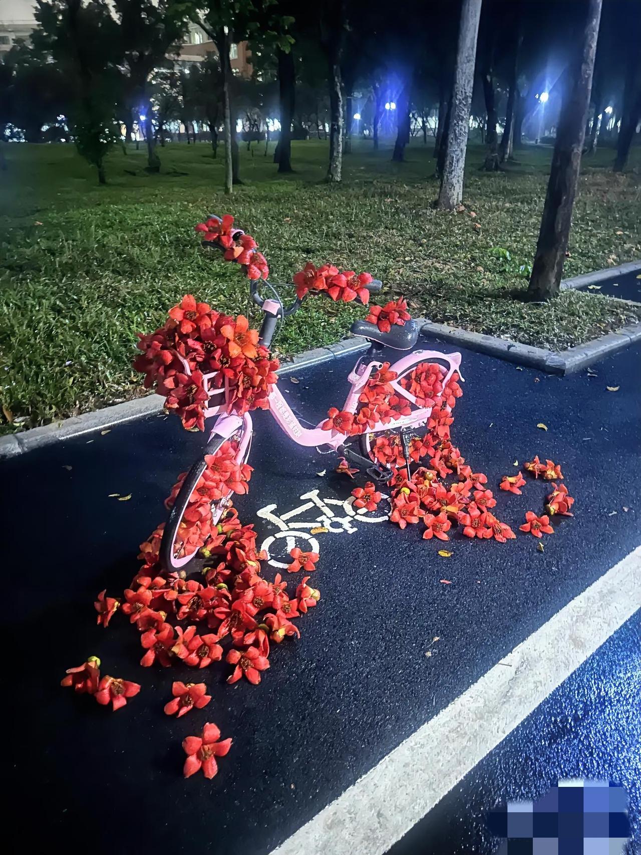 深夜的校园路边，一辆粉单车被木棉花温柔“攻陷”。
红得热烈的花瓣，铺满车筐、缠满