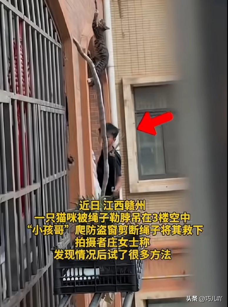 近日，江西赣州一小区里，猫咪被绳子勒住脖子吊在三楼防护栏外，不断挣扎嚎叫却上不去