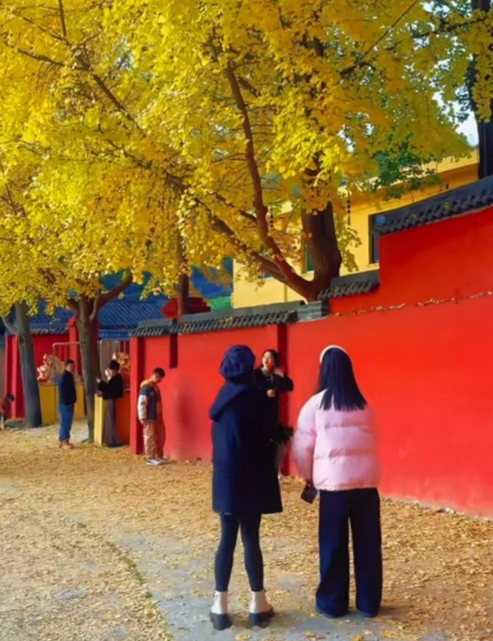 来安康赴一场银杏叶的黄金盛宴  古寺、红墙、银杏、安康万春寺你去打卡了吗？如果你