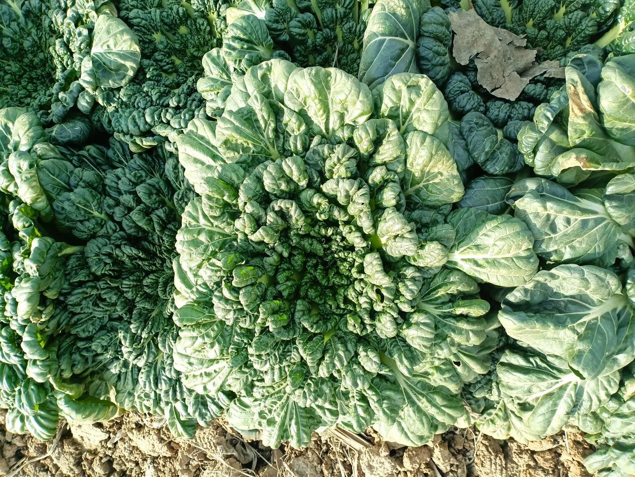 有谁知道这是啥菜？
   昨天回老家，地里溜达溜达，顺手拍了下来。
   网友们