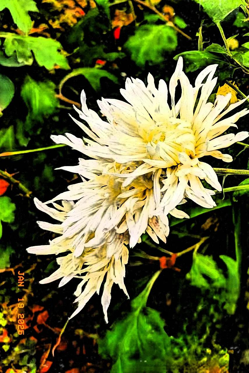菊花什么颜色最好看呢？我喜爱金黄色的菊花，不管是它的模样还是内涵都十分美丽。赏菊