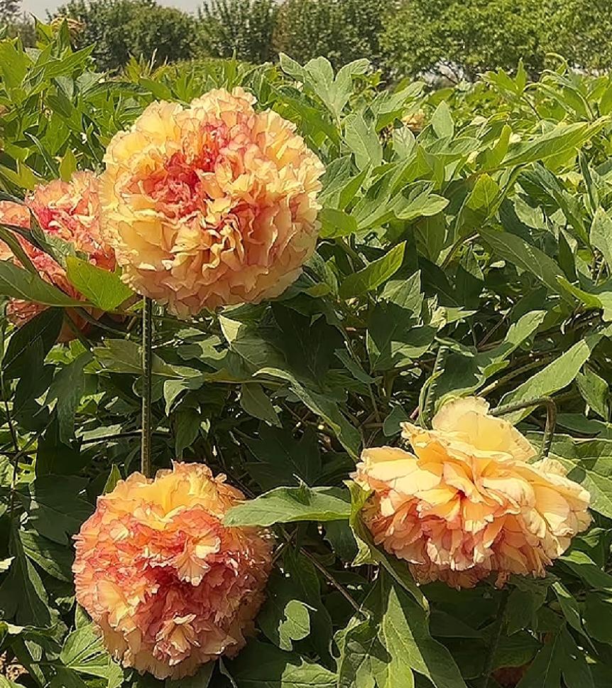 分享一下随手拍的花随手拍～