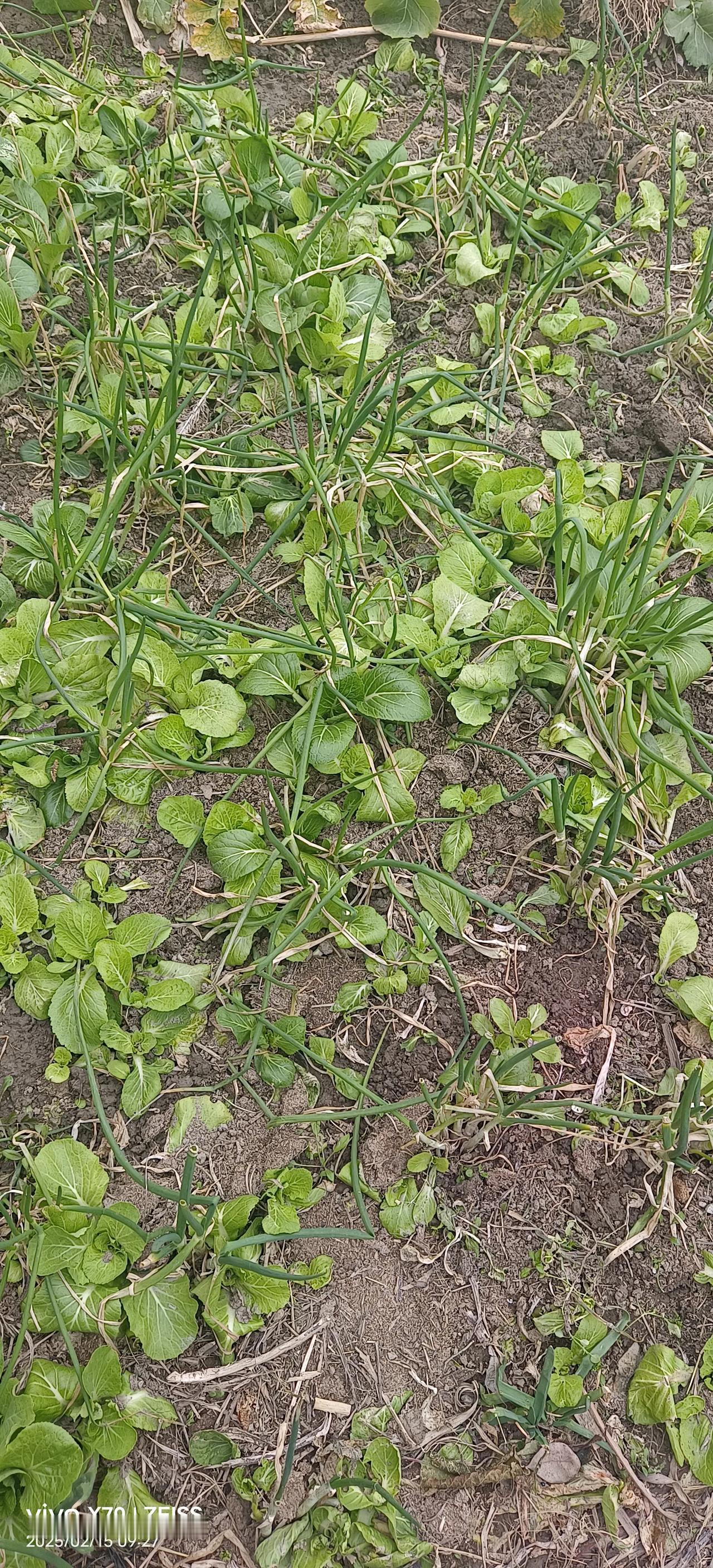 这青菜与平时种的品种不一样，好像是与大白菜杂交的。

以后不用留种子，还是种些老