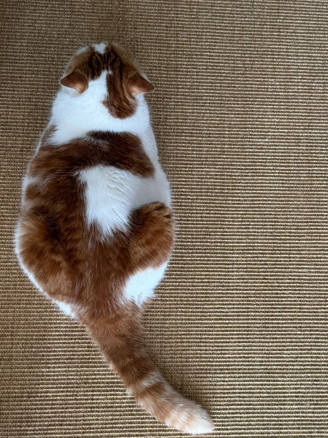 帮我看看 我家猫属于什么身材