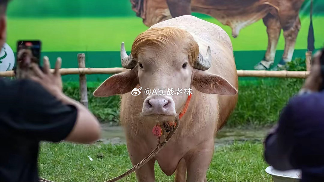 因发型长得像特朗普，避免被屠宰。孟加拉国有一头罕见的白化水牛，因头上一撮金发，被