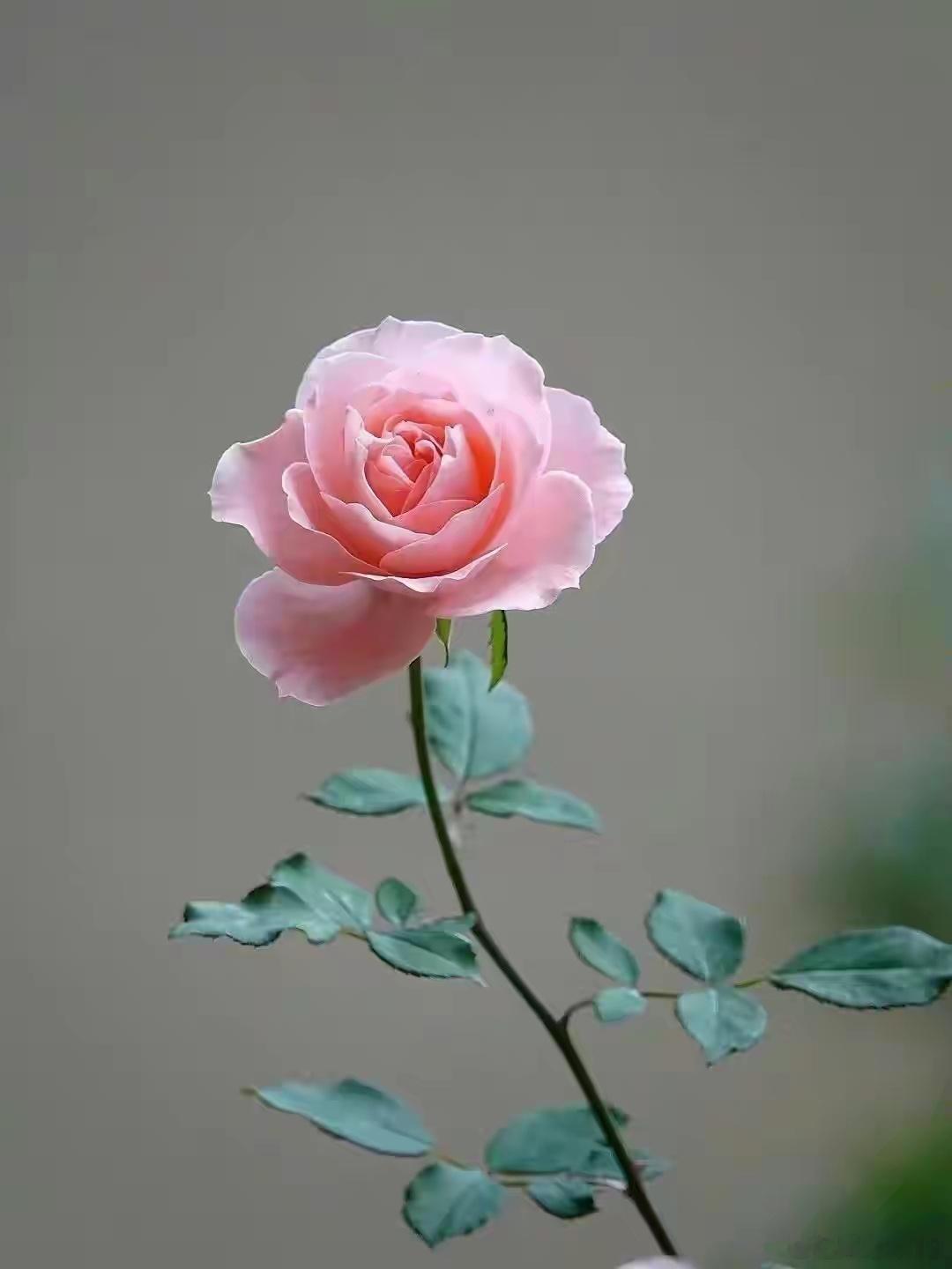 肺开始“癌变”时，身体或出现4种症状，医生：赶紧去检查​1、咳嗽​如果你感觉自己