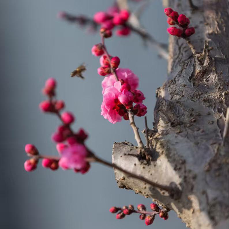 粉瓣凝香，红蕾待放，一只蜂儿振翅而来，
在这料峭的春风里，先一步吻醒了整个春天。