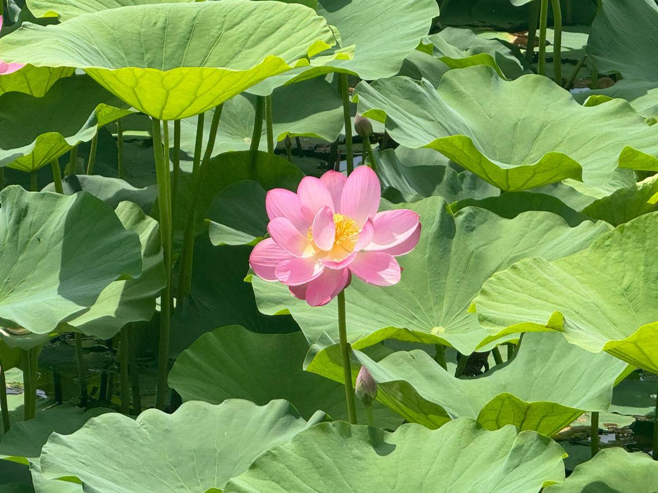 分享你随手拍的风景出淤泥而不染，濯清涟而不妖，这就是荷花的倔强之处。