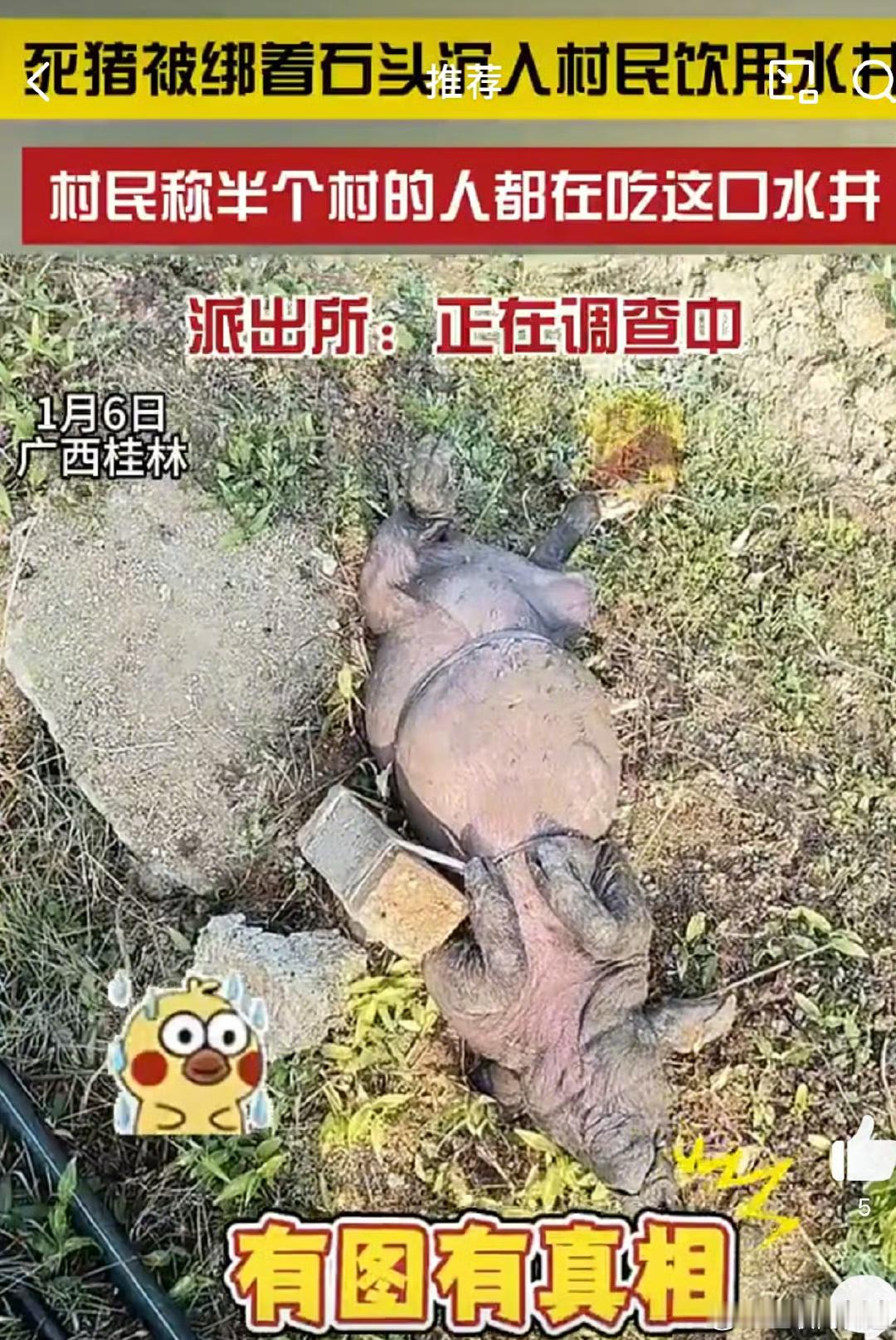 死猪被绑上石头丢进村民饮用水井 一头猪也值不少钱了，还用石头绑着沉水里，明显是不