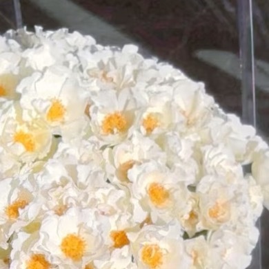 0000画师玛丽种植一、选址与种植选择阳光充足、通风良好且避风的地块或盆栽。土壤