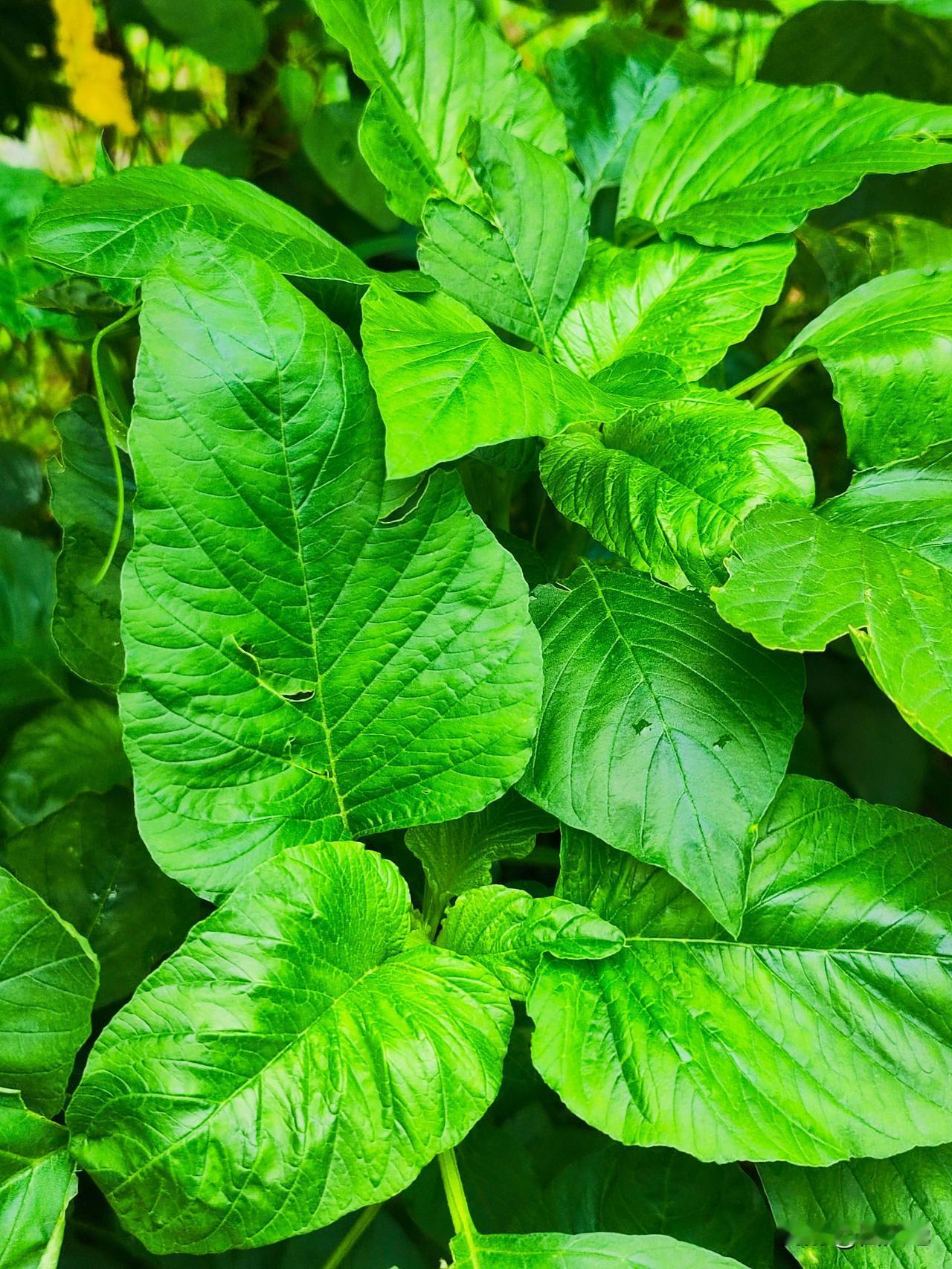 小菜园到处都长有绿色苋菜，不用种植(落籽即出)，不用施肥，不用浇水，自由生长。一