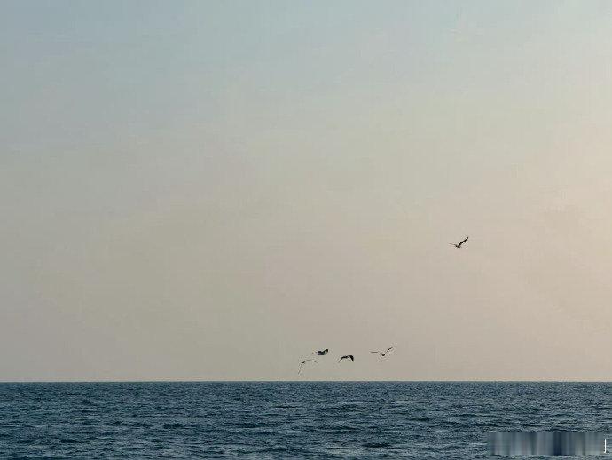 胡一天出海追海豚还是有点晕胡一天晕船了 浪漫出海追海豚，结果晕船变 “表情包”，