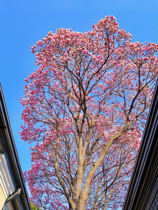 南京总统府玉兰花🌸3.19实拍直出📸