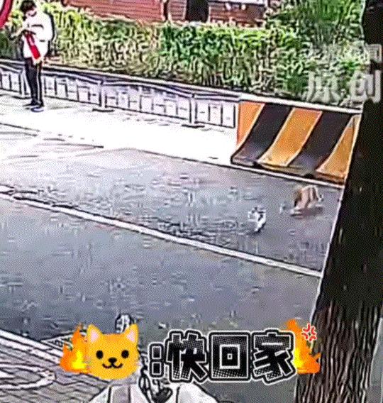 北京，一女子发视频称，自家养的猫咪走失了近10小时，就在女子焦急寻找之时，一只她