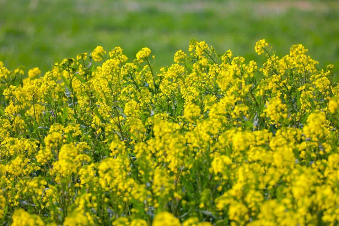 我要被AI焦虑了，每完成一篇作品都要反复的查来查去，深怕辛辛苦苦几十分钟，甚至是