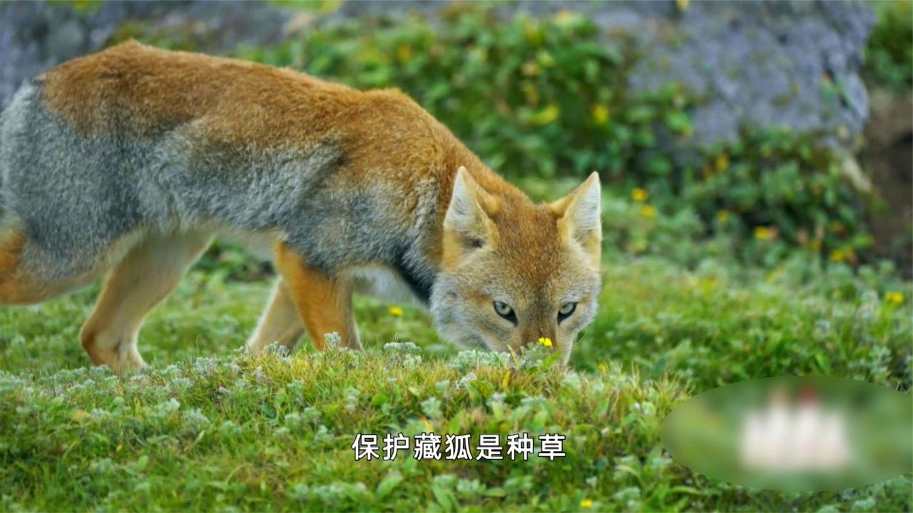 让自然回归本来的样子！原来“种草”的方式有这么多