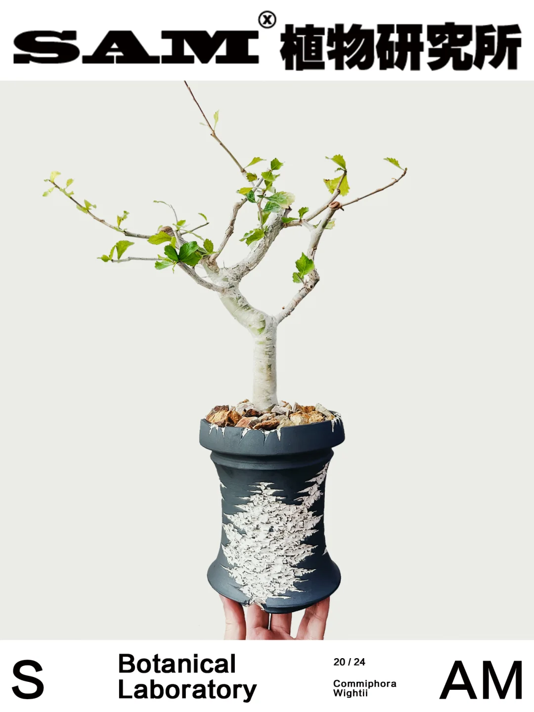 怀特没药橄榄｜Commiphora Wightii