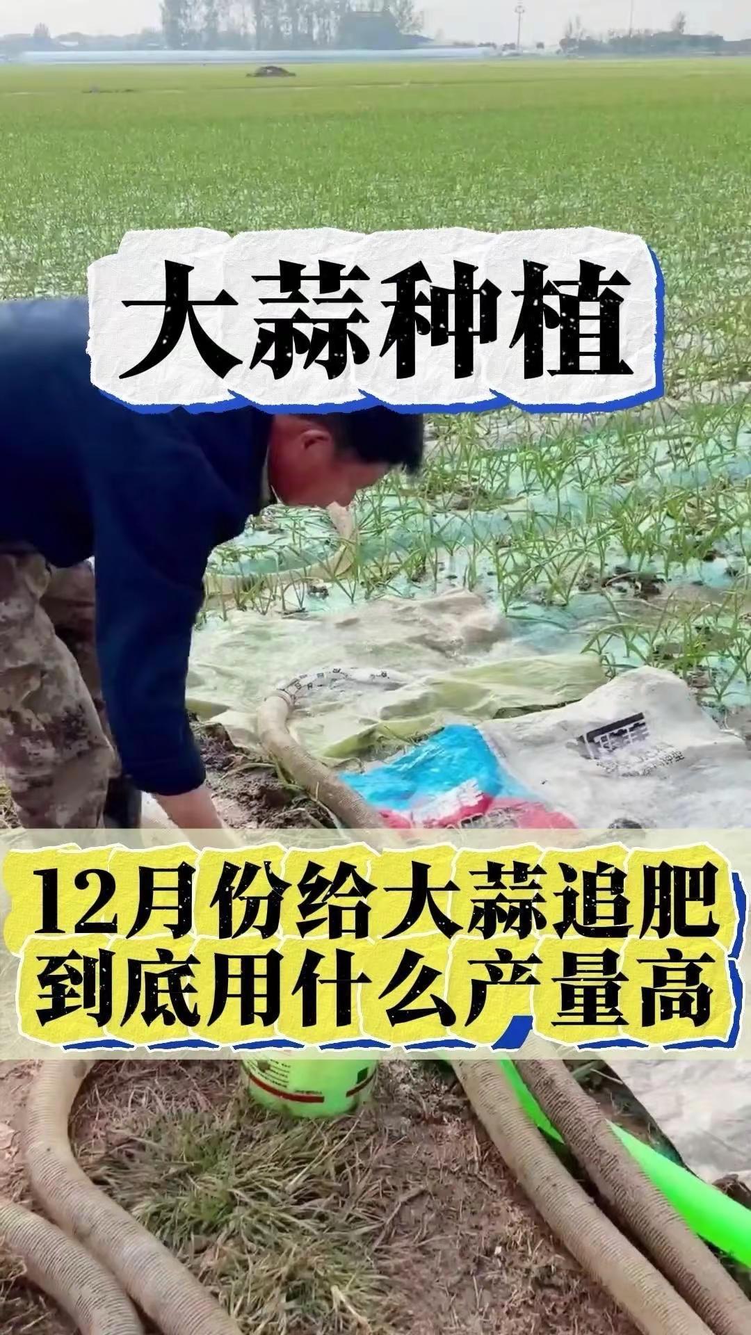12月大蒜追肥黄金法。12月给大蒜追肥，避开这些坑才能高产！🚫别再用尿素、复合
