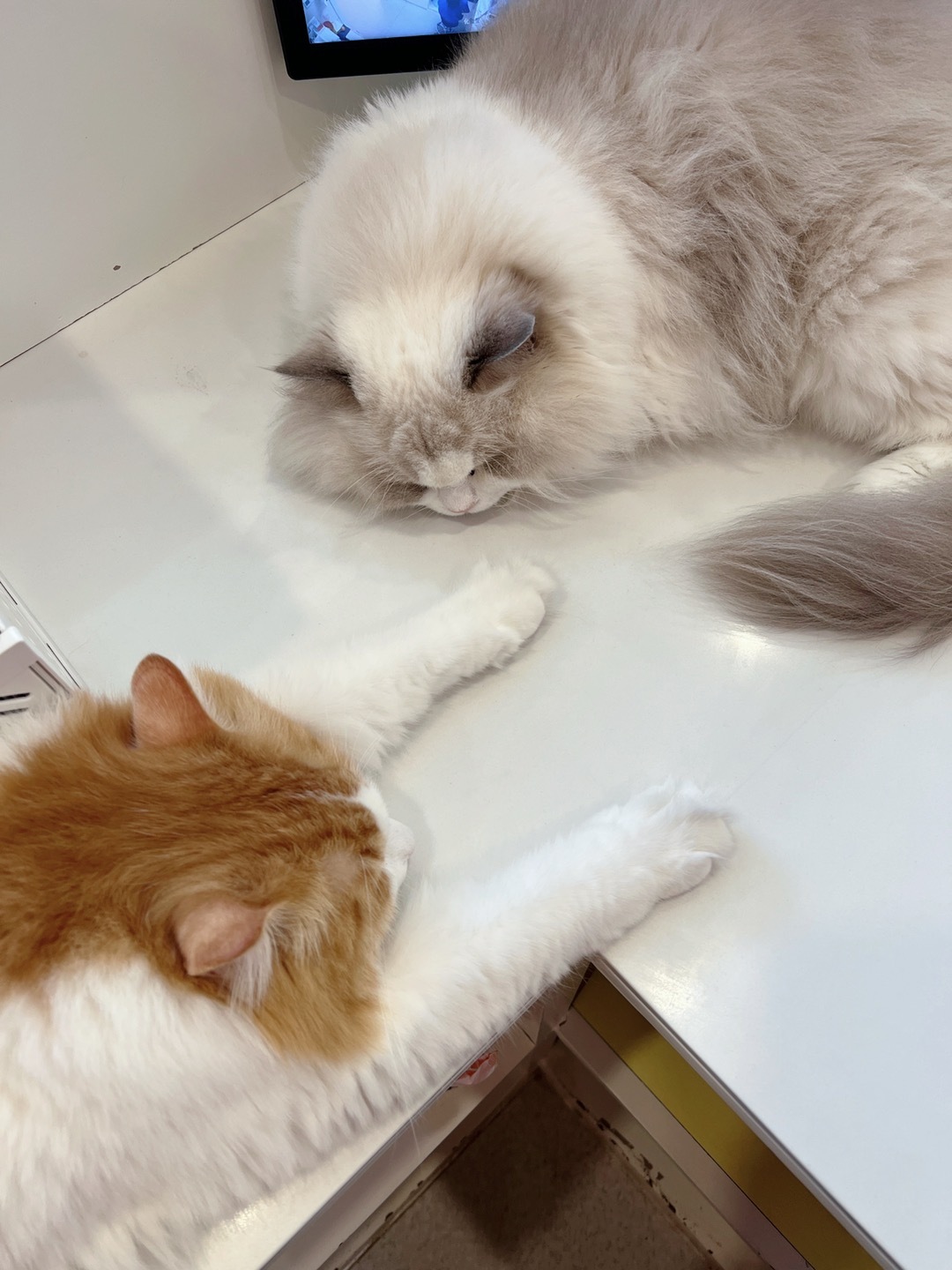 厚脸皮子猫，睡相差，越界#动物奇遇记##亚洲宠物展##生活#  ​​​